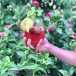 Hand holding Raspberry Basil Lemonade garnished with lemon and basil with flower background