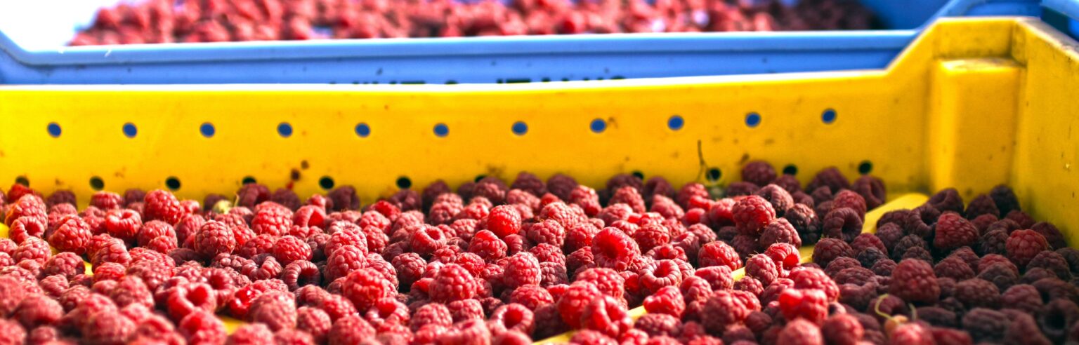 Suppliers - Washington Red Raspberries