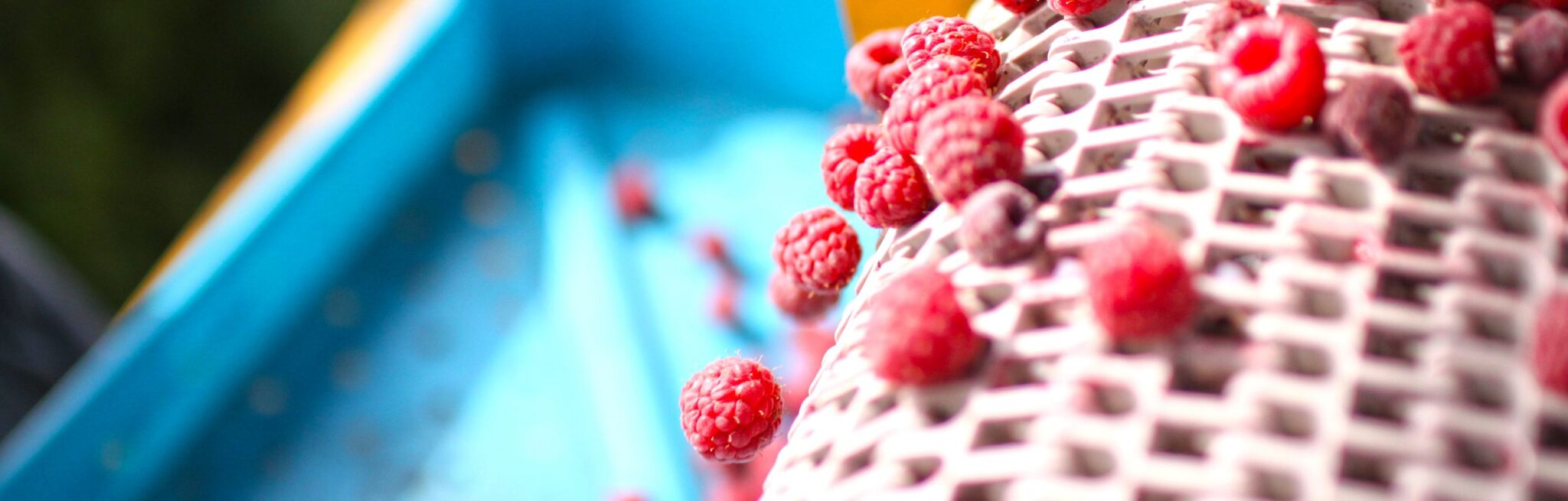 Industry - Washington Red Raspberries