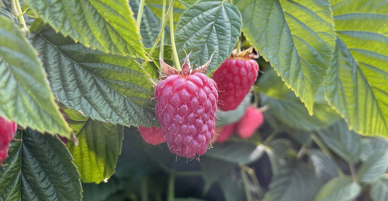 Close up of a raspberry growing