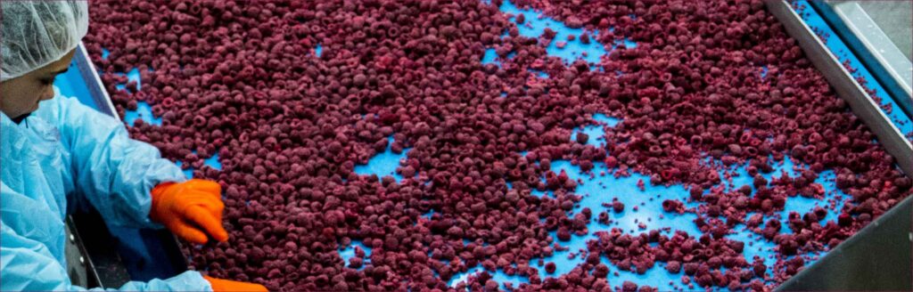 Woman wearing hairnet and gloves while inspecting raspberries being processed
