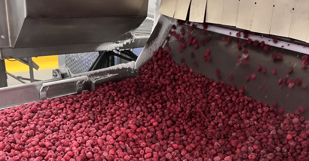 Raspberries being flash frozen using a large machine